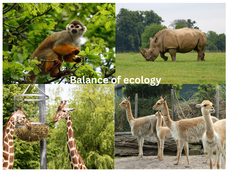 Wild Animal | Wild animals in a zoo | Most popular wild animals in the world | Balance of Ecology | Why is it important to conserve the biodiversity of earth?